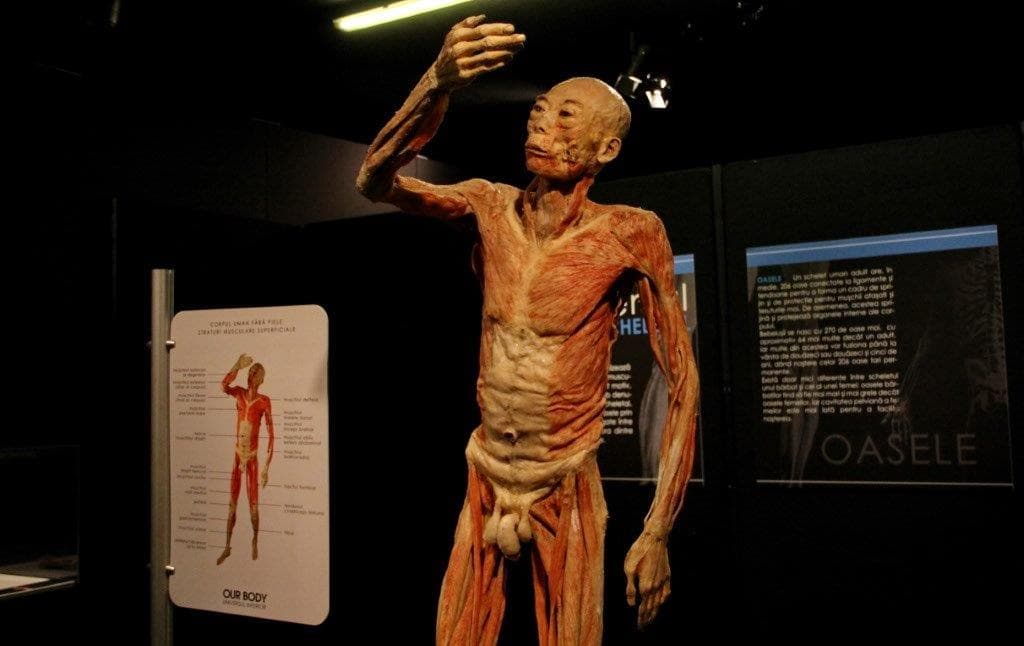Body-focused exhibition stops in Romanian seaside city