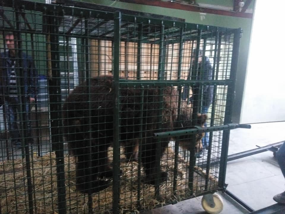 Bear from Romanian zoo tastes freedom for the first time in 28 years