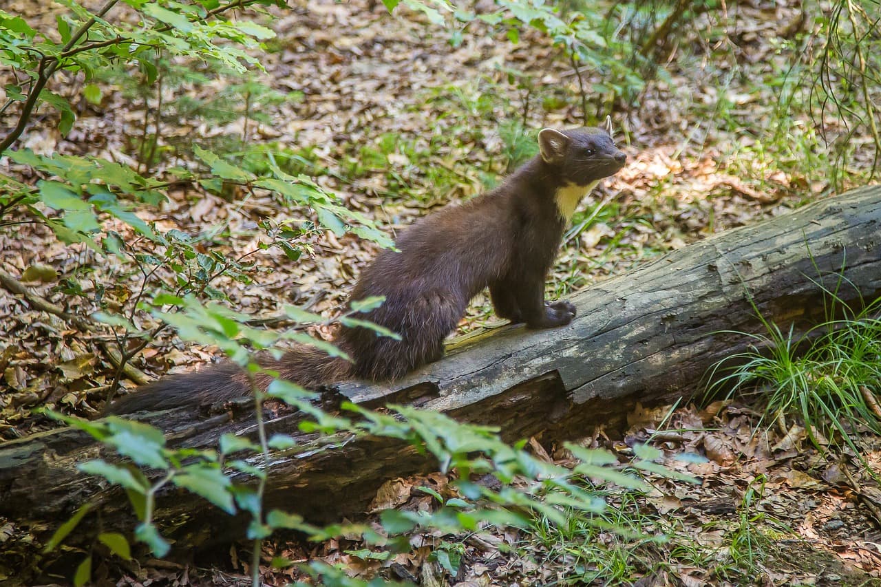 Nature in Făgăraș Mountains: The pine marten in Romania