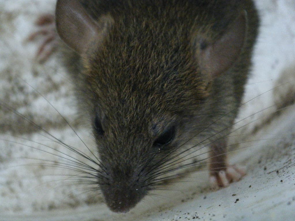 Bucharest could spend EUR 1 million on rodent, insect control by year-end