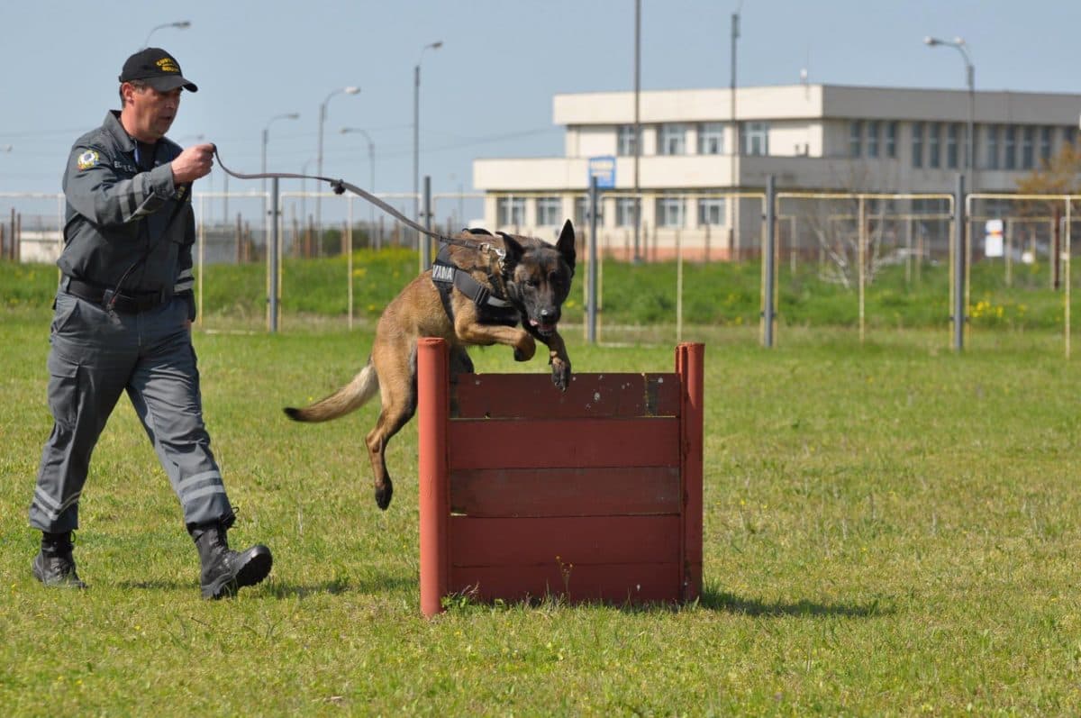 Top-performing sniffer dog retires from Romanian Customs service