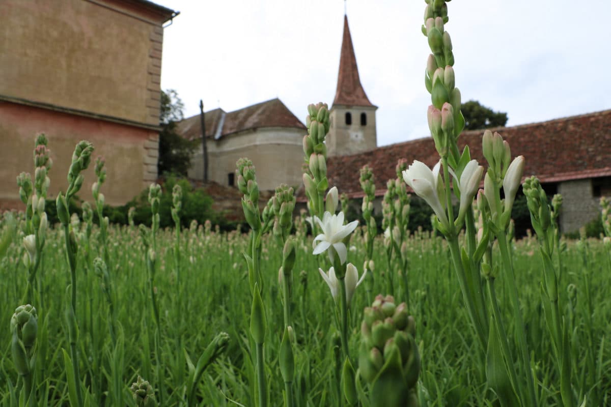 Romanian village hosts tuberoses celebration