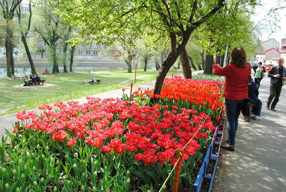 Romanian florist plants 27,000 tulips in Oradea public park at his own expense