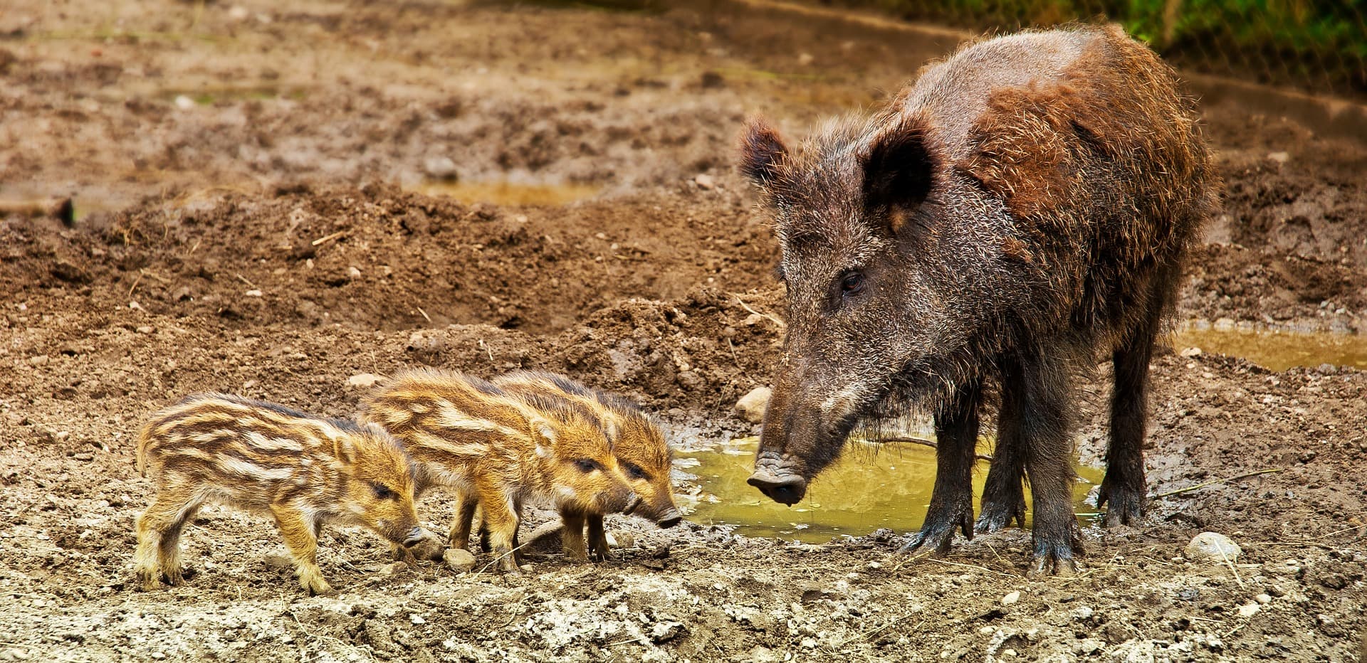 Nature in Făgăraș Mountains: The wild boar in Romania