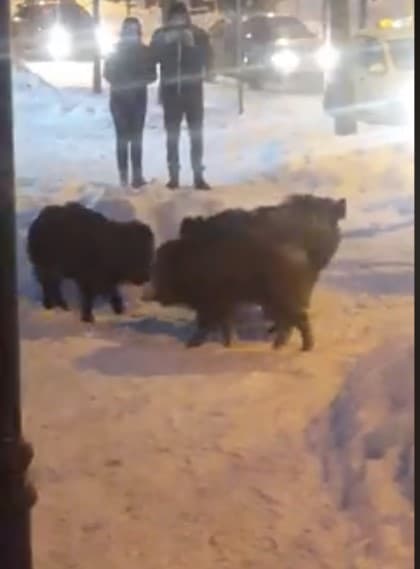 Wild boars filmed roaming in downtown Romanian mountain resort