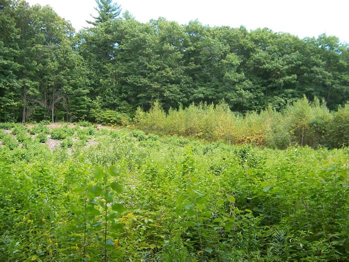 Romania's forest management company invests EUR 9.3 mln in regeneration works