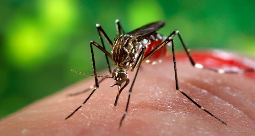 Third Zika case confirmed in Romania in less than a month
