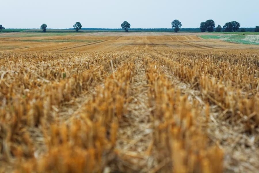 Romanian agriculture producers face “historic” labor force shortages