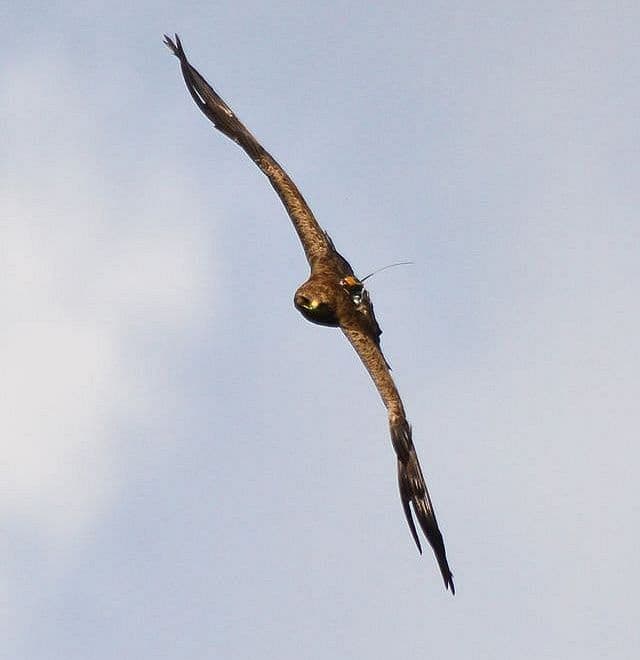 Lesser Spotted Eagle called Arlie starts long journey from Africa to Romania