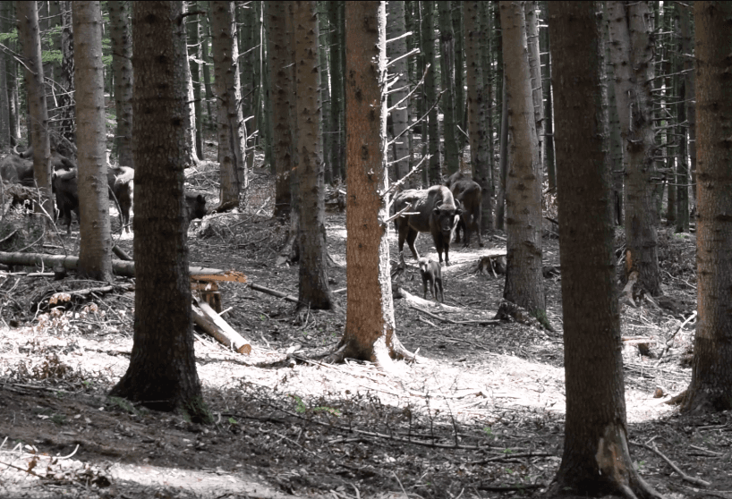 Baby bison filmed in Romania nature park