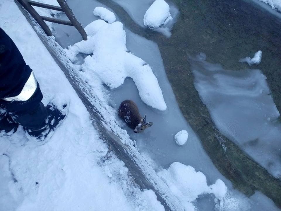 Baby deer saved from icy river in Romania
