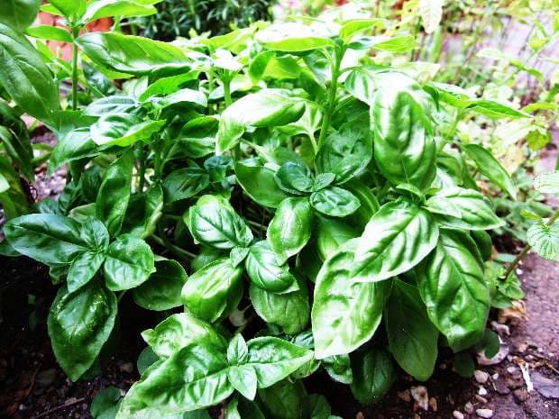 Basil, Romanians’ preferred aromatic plant
