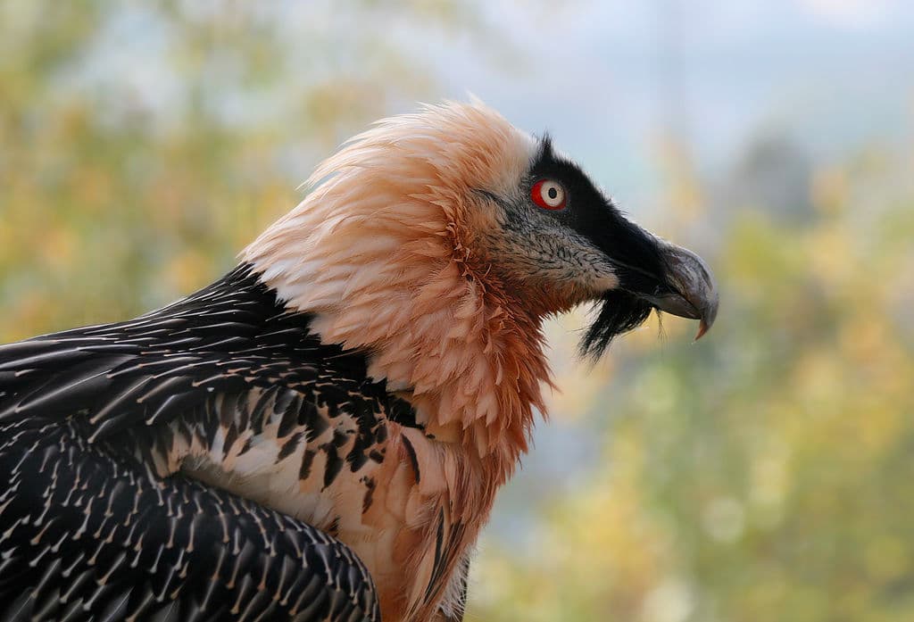 Bearded vulture flies over Romania for the first time in 83 years