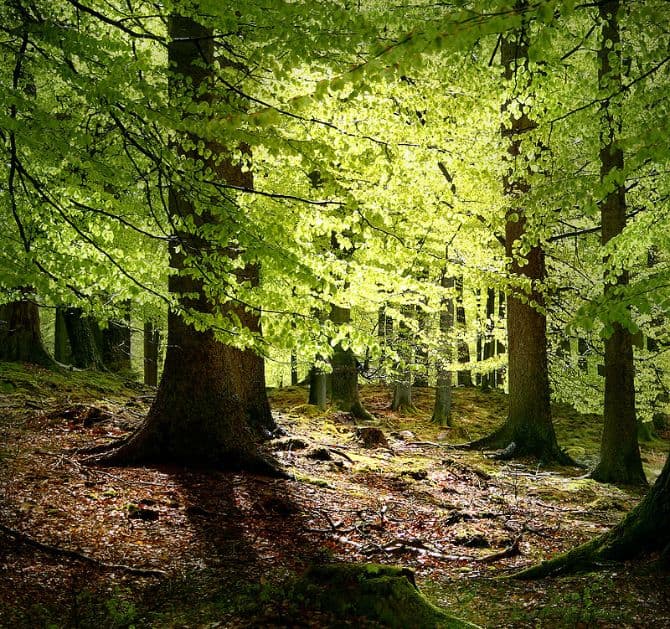 Romanian virgin beech forests included in UNESCO’s World Heritage List