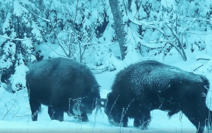 The wild side of Romania: Bison fight caught on camera in local forest