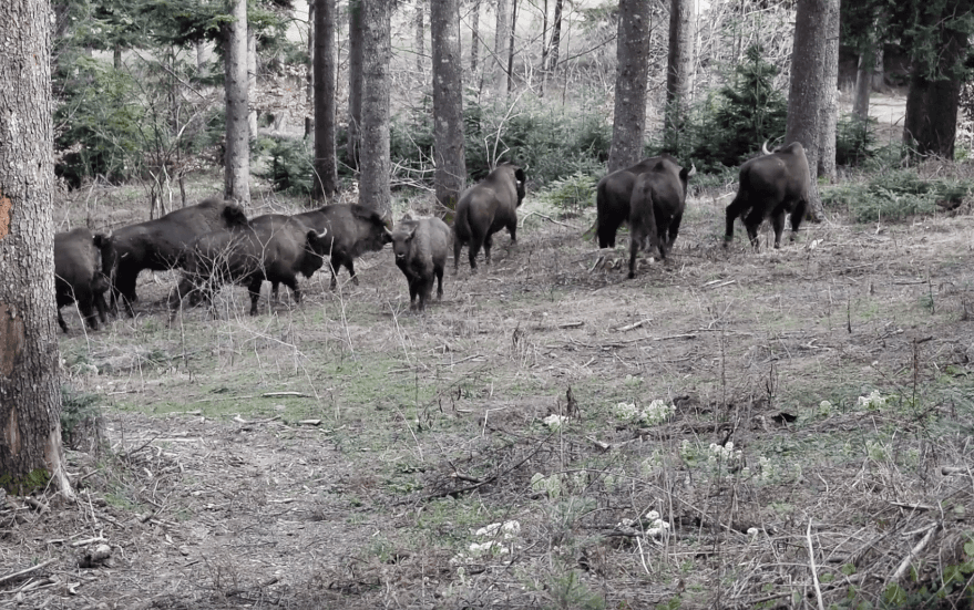 Bison herd filmed in Romania nature park