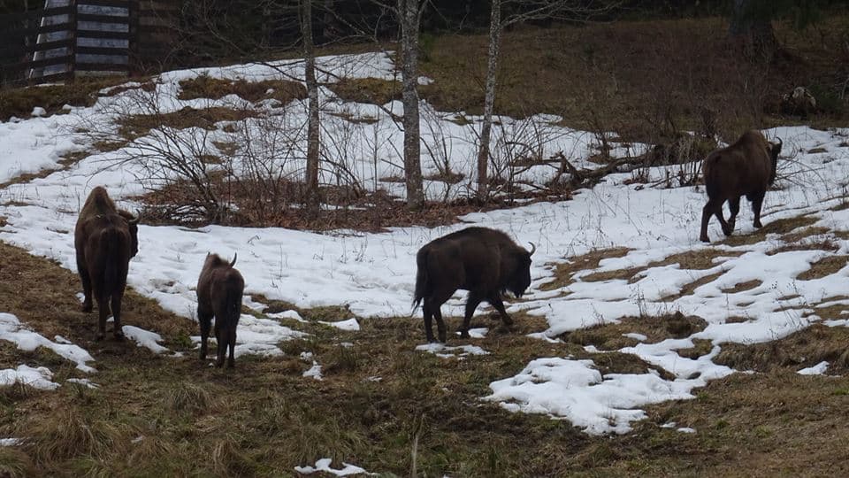 Four bison released in Romania’s Vanatori-Neamt Natural Park
