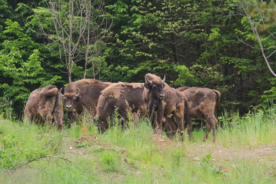 Ten more bison released in Romania’s Tarcu Mountains