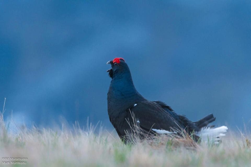 Black grouse spotted in Romanian nature park