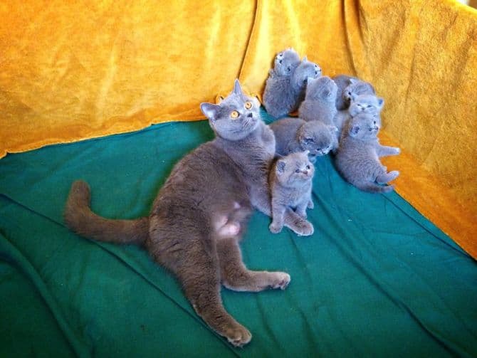 Breed cats at Romania’s seaside for summer show