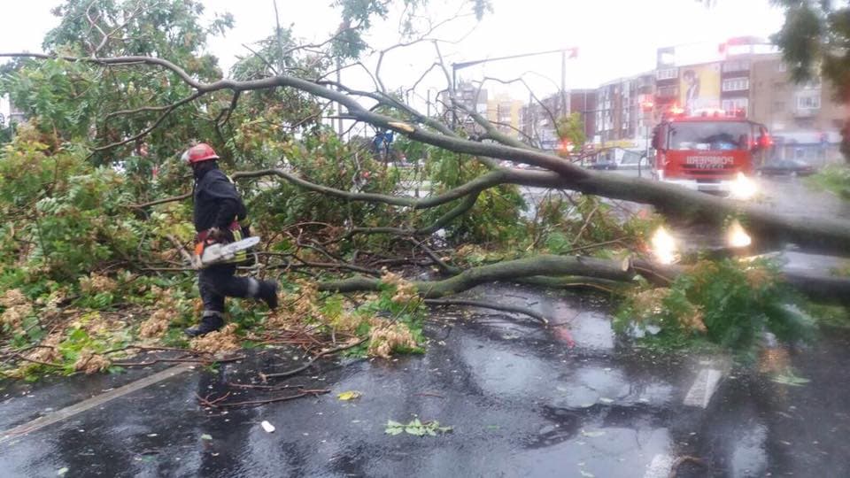 Storm-stricken Romanian city wants to plant 3 trees for each one broken