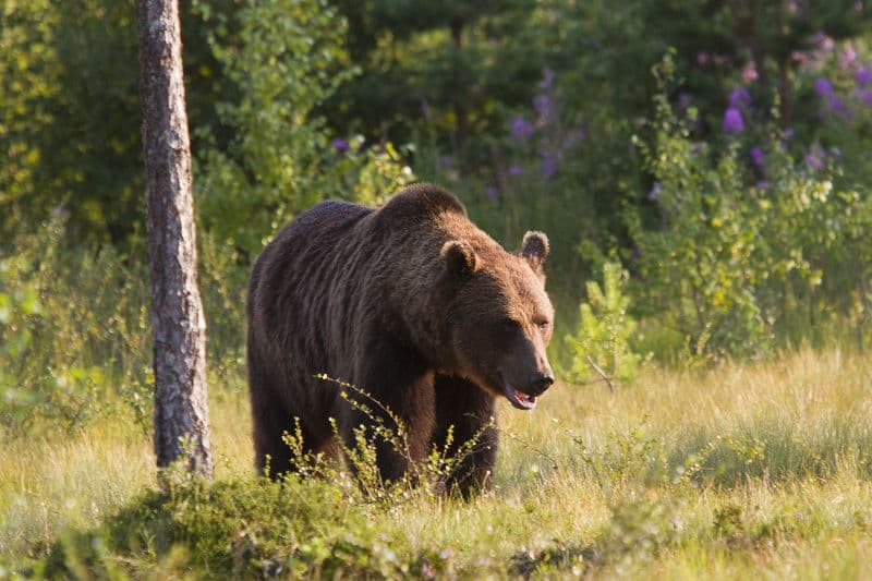 Project: More than 2,000 bears to be killed in Romania in 10 years