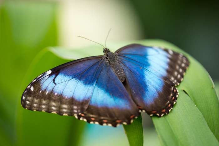 Weekend calendar: Festivals, exotic butterflies exhibition, movie openings