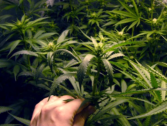 Policemen find a ton of cannabis in a warehouse in Western Romania