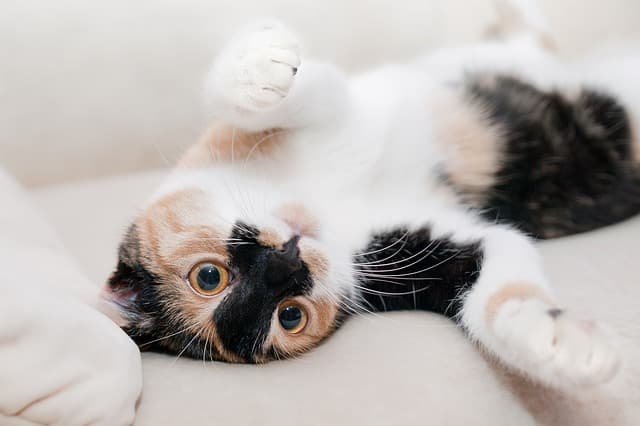 Major cat show in Bucharest this weekend