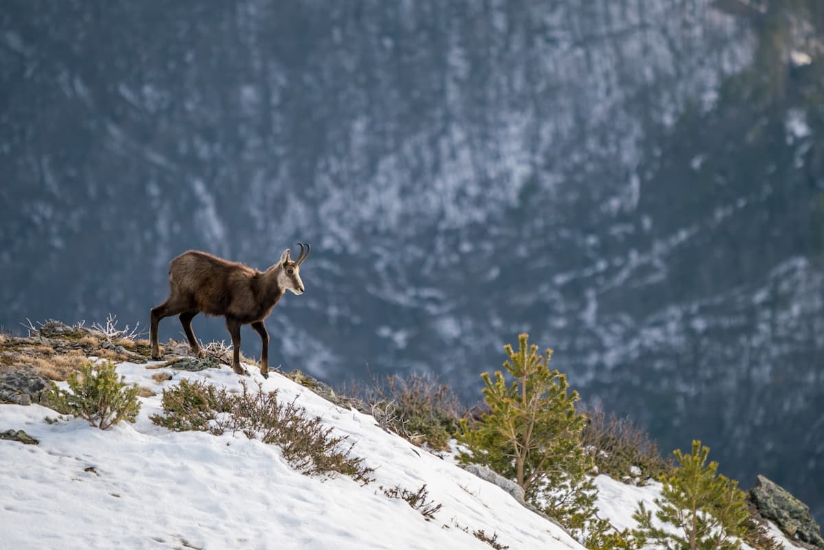 Nature in Făgăraș Mountains: The chamois in Romania