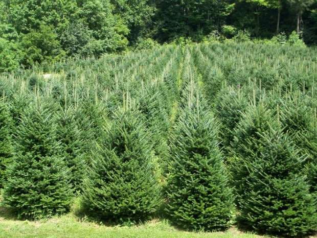 Romania's forestry manager Romsilva plans to engineer and grow more Christmas trees to compete with high imports