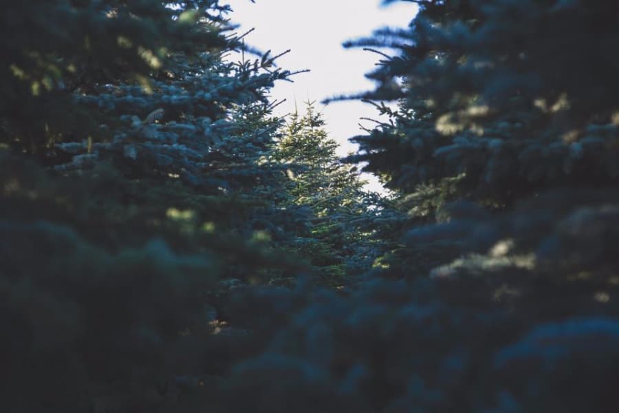Romania’s forest management company has over 61,000 Christmas trees on sale this year
