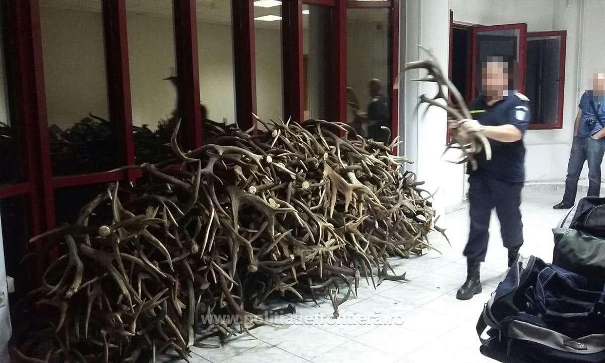 Czech citizen caught taking hundreds of deer antlers out of Romania illegally