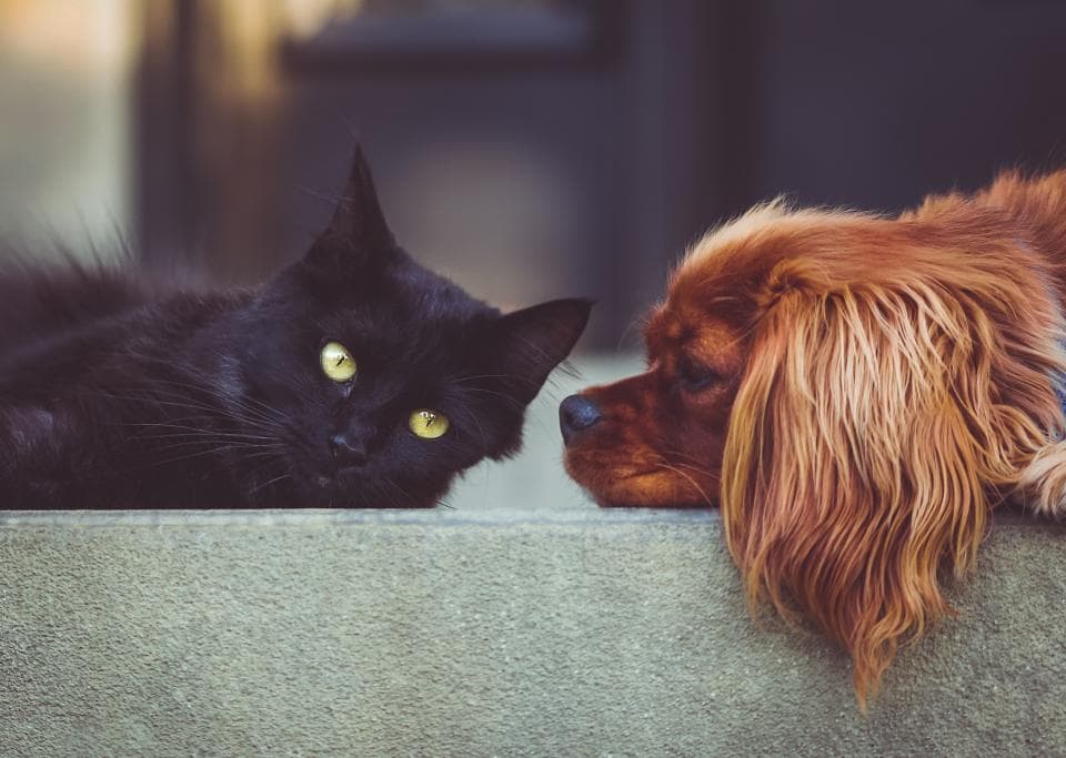 Practical Bucharest: Pet hotels & sitters in the Romanian capital