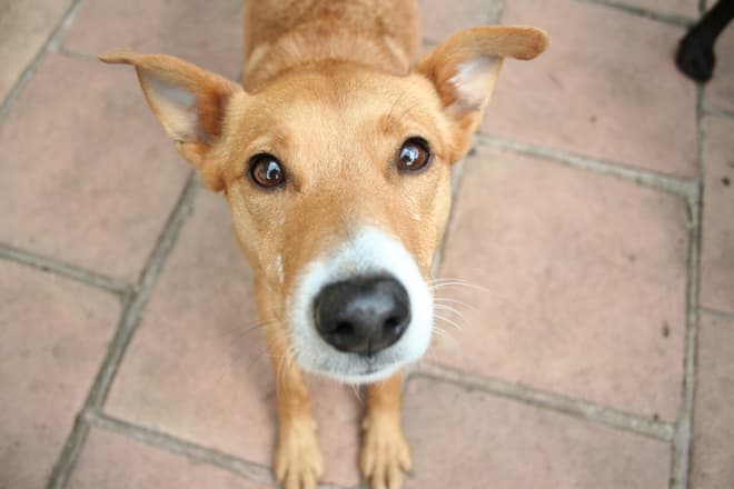 Bucharest City Hall sets up “Animal Police”