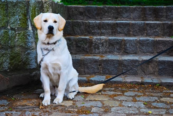 New strategy aims to turn Bucharest into a pet-friendly city