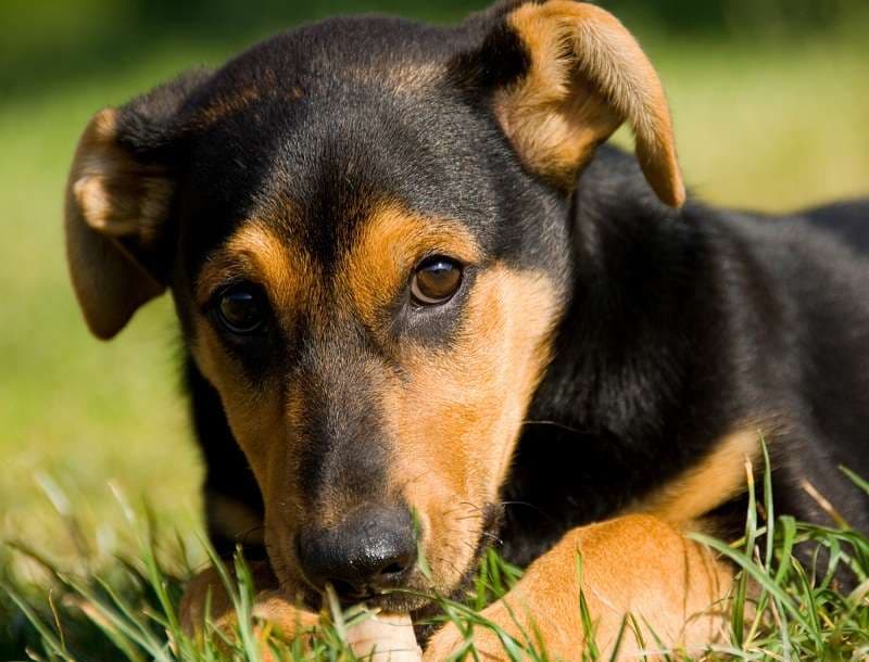 Bucharest could have special Police unit dedicated to animal protection by end-2017