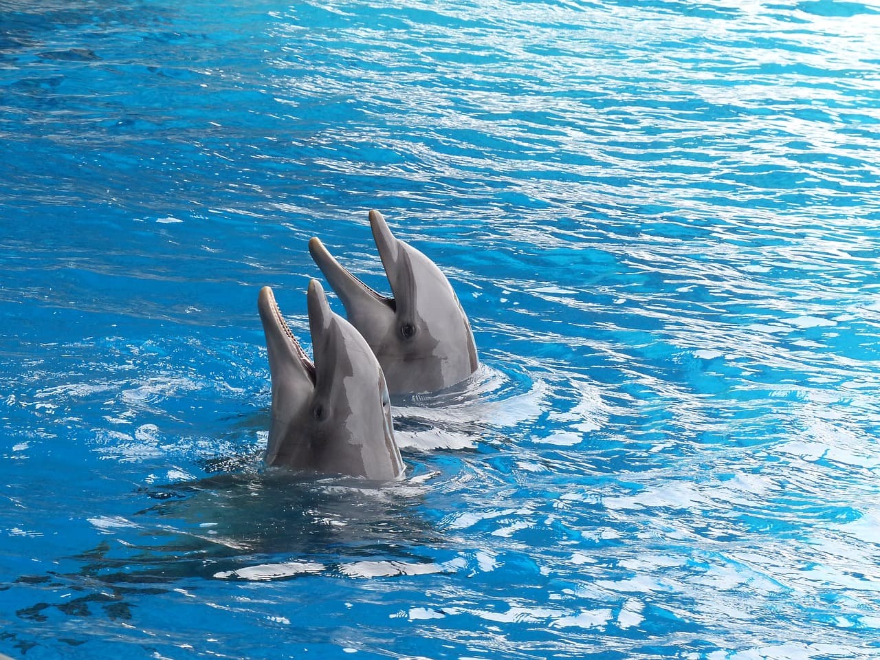 Dolphinarium in Romanian seaside city to expand with EUR 5 mln