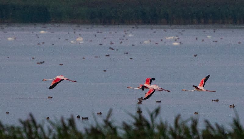 Rare sighting in Romania: Four flamingos spotted in Tulcea