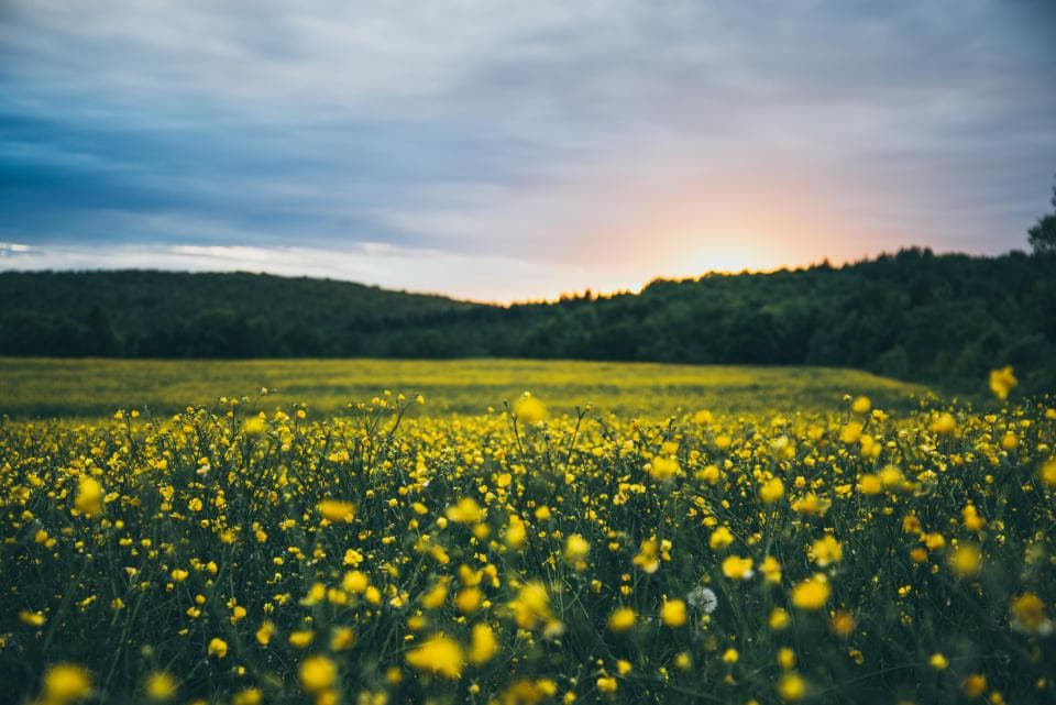 British botanist John Akeroyd: Biodiversity is Romania's greatest wealth