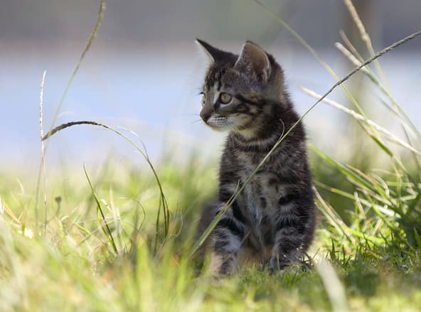 Uber delivers adoptable kittens in four Romanian cities on Tuesday