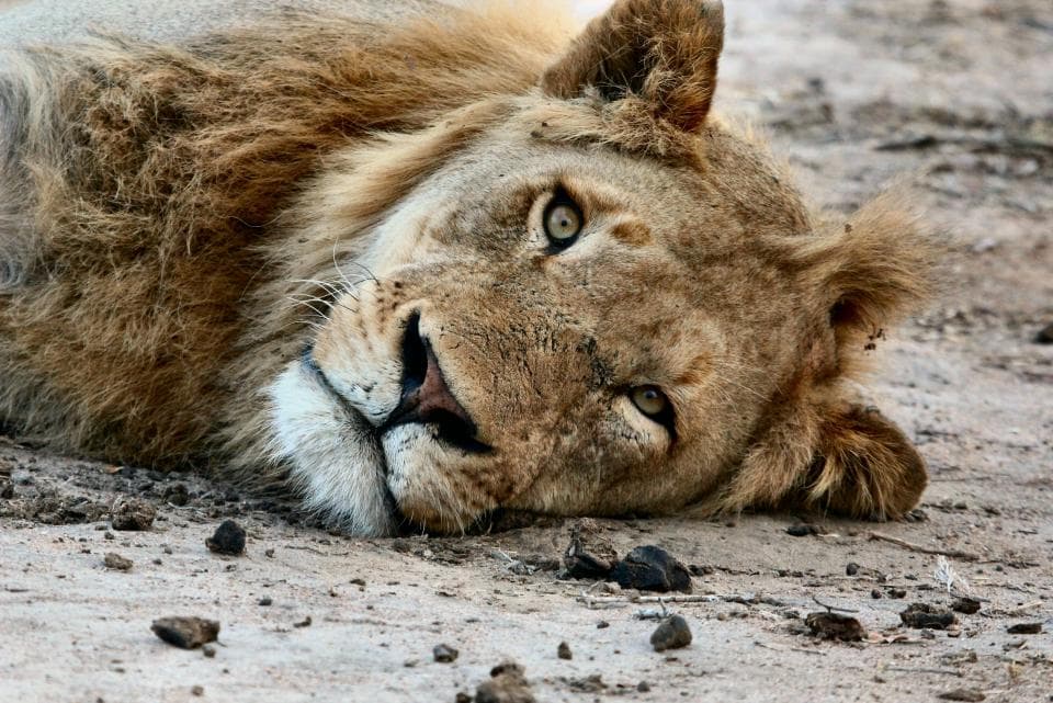 Bucharest City Hall may ban the use of animals in circuses and exhibitions