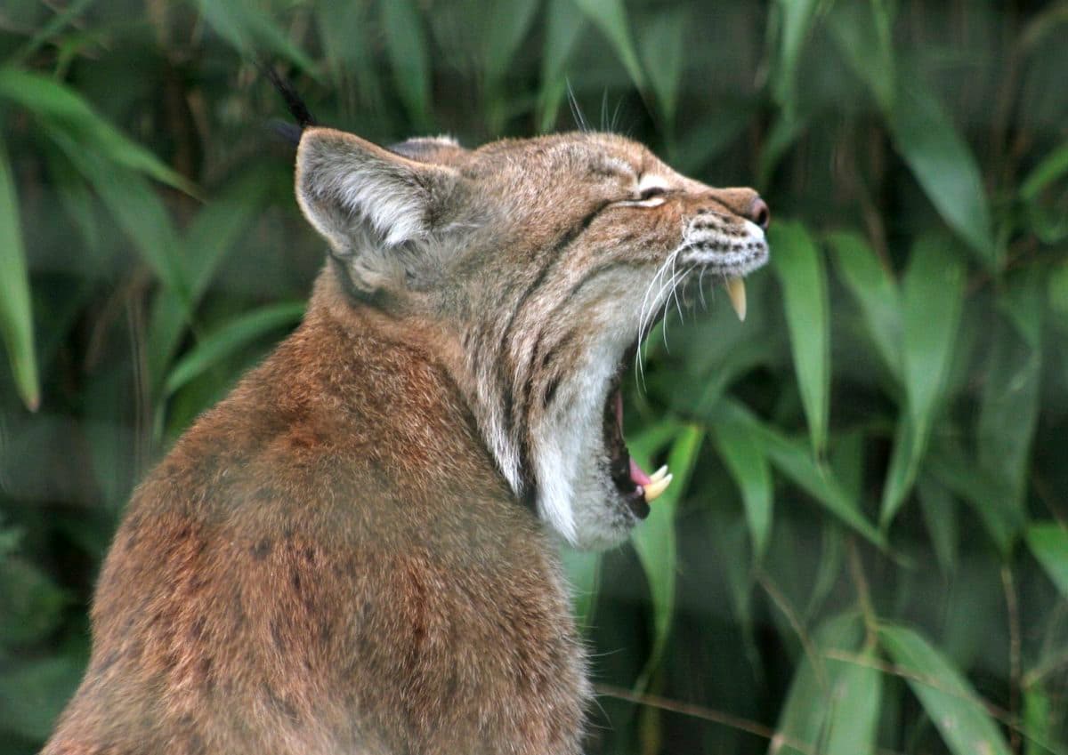 Rare sighting in Romania: Lynx feeding on its prey, captured on camera