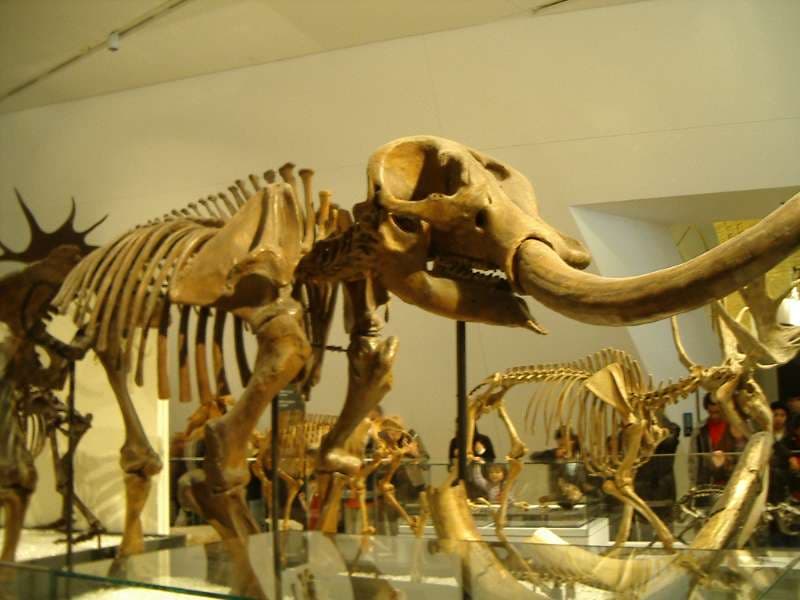 Skull fragments and large tusks of supposed mastodon found in Covasna, Romania