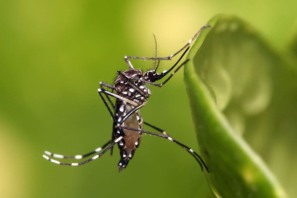First travel-related case of Zika virus confirmed in Romania