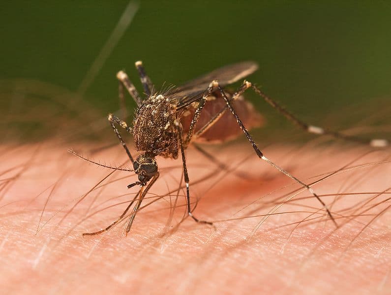 West Nile virus makes first victim in Romania this season