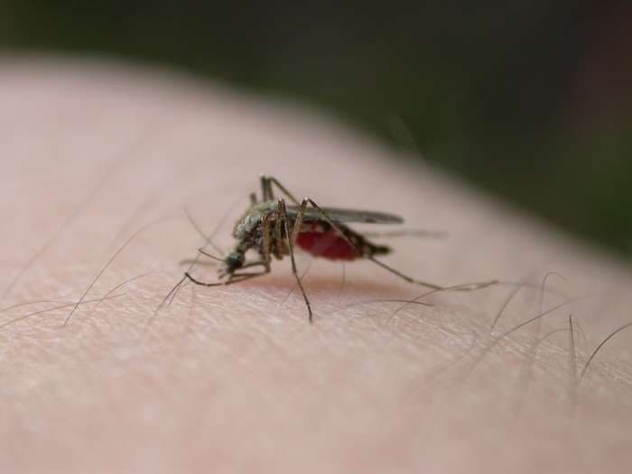 Three West Nile virus cases confirmed in Romania's Dolj county