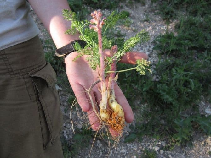 New parasite plant species discovered in Romania