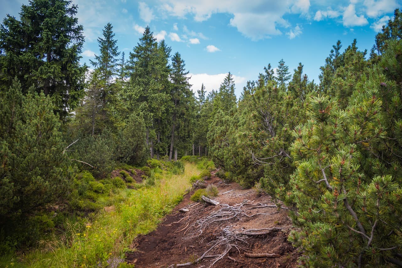 Nature in Făgăraș Mountains: The Dwarf Pine Zone in Romania