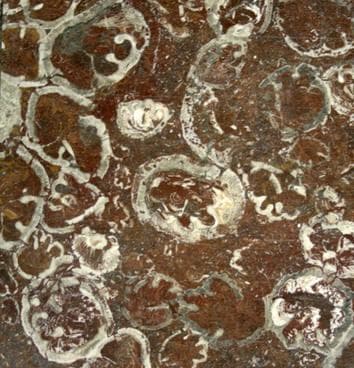 Bucharest metro station to host unique prehistoric fossils museum